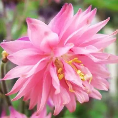 Аквилегия БАРЛОУ ПИНК гибрид МакКаны в Витебске