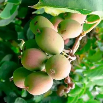 Актинидия ГИБРИДНАЯ КОЛБАСИНОЙ в Витебске