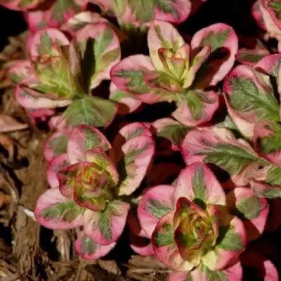 Вербейник АЛЕКСАНДР точечный в Витебске