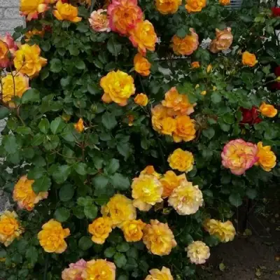 Роза САХАРА плетистая в Витебске