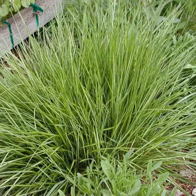 Вейник АВАЛАНШ остроцветковый в Витебске