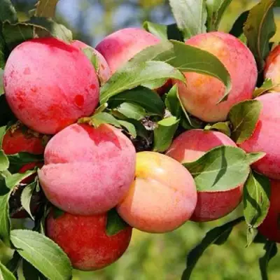 Слива ФАВОРИТЕ ДЕ СУЛТАНО в Витебске