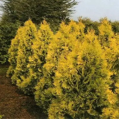 Туя ЕВРОПА ГОЛД западная в Витебске