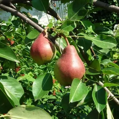 Груша РУМЯНАЯ КЕДРИНА в Витебске