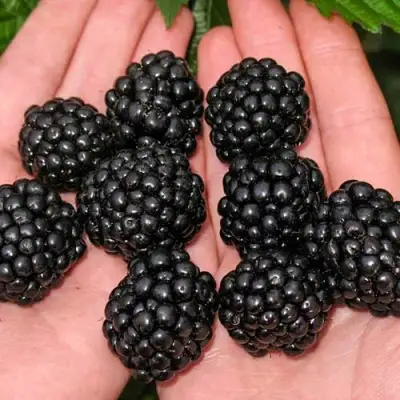 Ежевика ДЖАМБО бесшипная  в Витебске