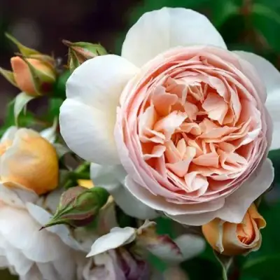 Роза ДЖУЛЬЕТТА английская в Витебске