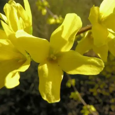 Форзиция ФОРЧУНА в Витебске