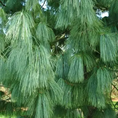 Сосна гриффита в Витебске