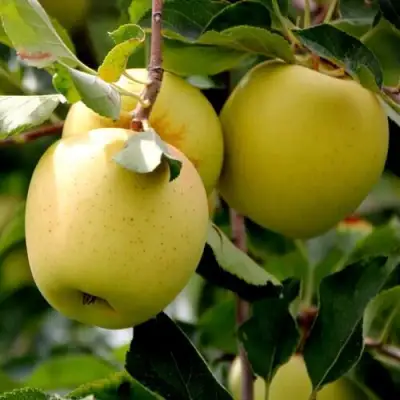 Яблоня ГОЛДЕН ВЛАДИМИРСКИЙ в Витебске