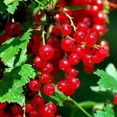 Смородина красная НЕНАГЛЯДНАЯ в Витебске