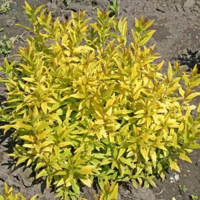 Бирючина АУРЕА обыкновенная в Витебске