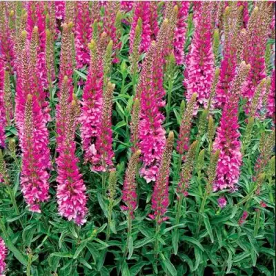 Вероника РОНИКА ФУКСИЯ в Витебске