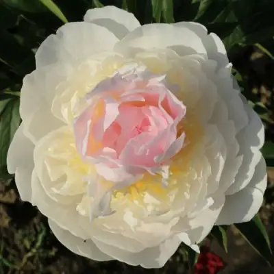 Пион БЛАШ КВИН травянистый в Витебске