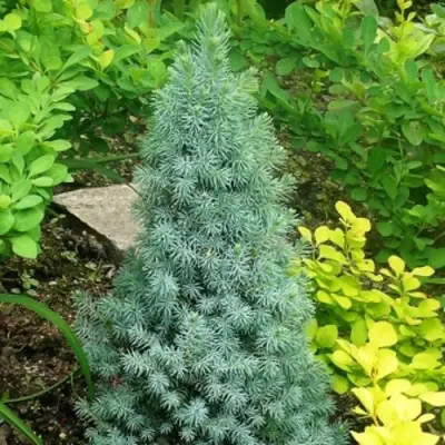 Ель КОНИКА сизая в Витебске