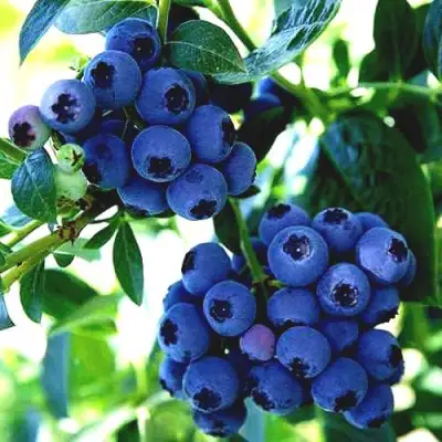 Голубика РЕКА в Витебске