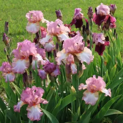 Ирис БЛАШИНГ ПИНК бородатый в Витебске