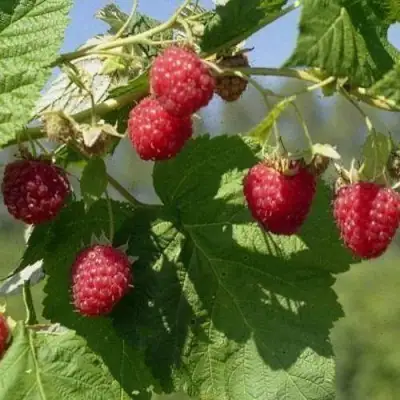 Малина КОЛОКОЛЬЧИК в Витебске