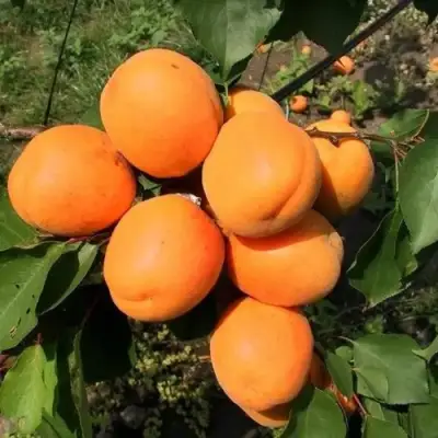 Абрикос ХАРГРАНД в Витебске