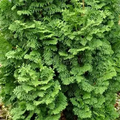 Туя СПИРАЛИС МИНИ западная в Витебске