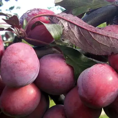 Слива ПАННА в Витебске