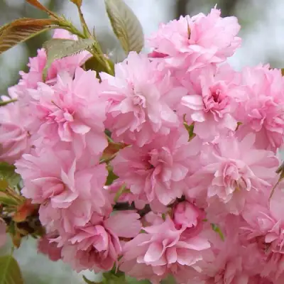 Сакура РОЗЕА ПЛЕНА в Витебске