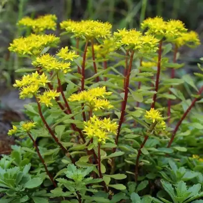 Очиток (седум) ИММЕРГРЮНХЕН в Витебске