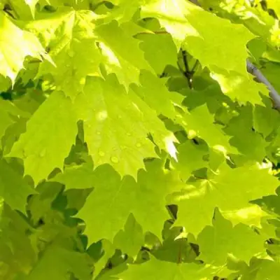 Клен ПРИНСЕТОН ГОЛД остролистный в Витебске