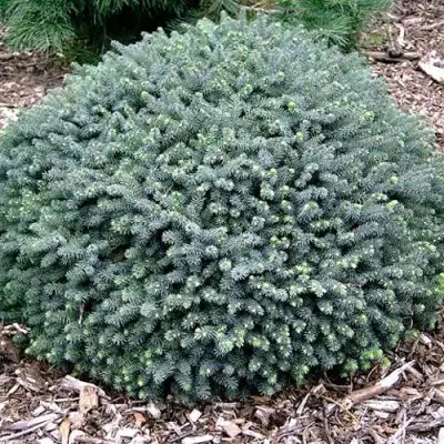 Ель ЭХИНИФОРМИС сизая в Витебске