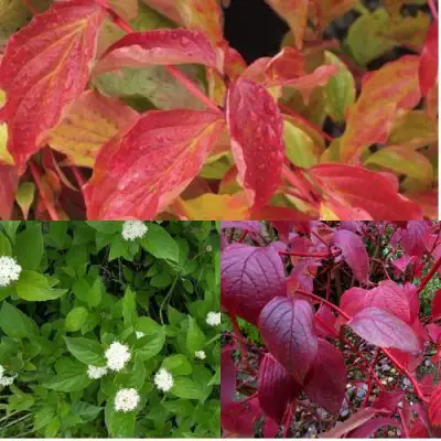 Комплект СЕВЕРНОЕ СИЯНИЕ в Витебске