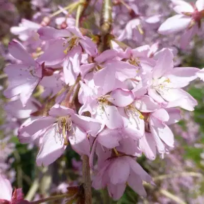 Сакура ПЕНДУЛА РУБРА в Витебске
