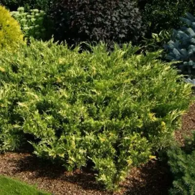 Можжевельник ВАРИЕГАТА казацкий  в Витебске