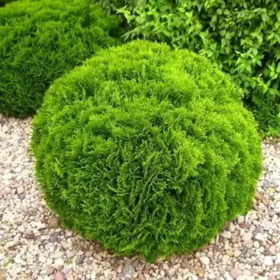 Туя ДАНИКА западная в Витебске