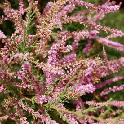 Тамарикс ПИНК КАСКАД в Витебске