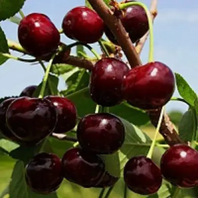 Вишня РОВЕСНИЦА в Витебске