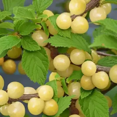 Вишня СНЕВИТ войлочная в Витебске