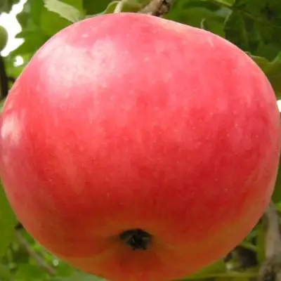 Яблоня СУЙСЛЕПСКОЕ (МАЛИНОВКА) в Витебске