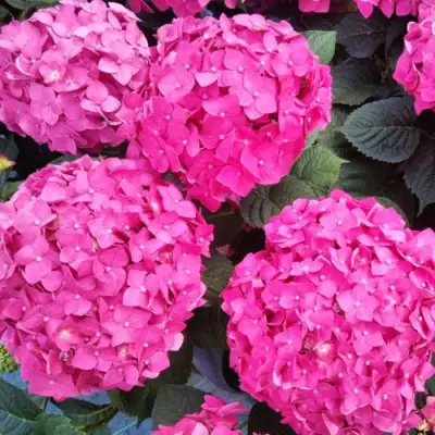 Гортензия ЭНДЛЕСС САММЕР ЛАВ крупнолистная в Витебске