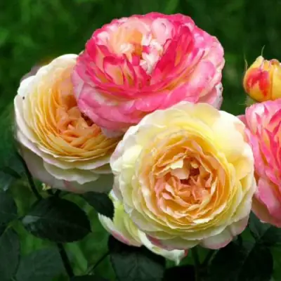 Роза РОЗОМАН ЖАНОН шраб в Витебске