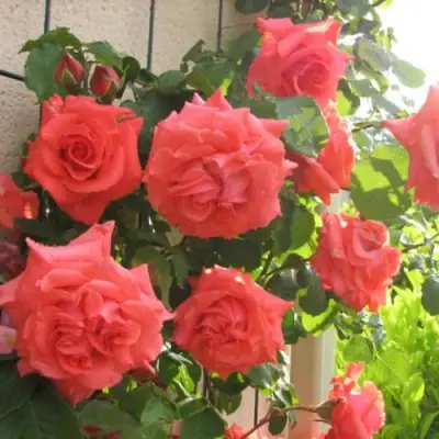 Роза ДИ ДИ БРИДЖУОТЕР плетистая в Витебске