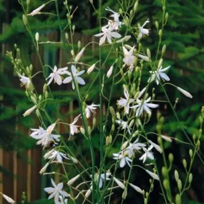 Венечник ветвистый в Витебске