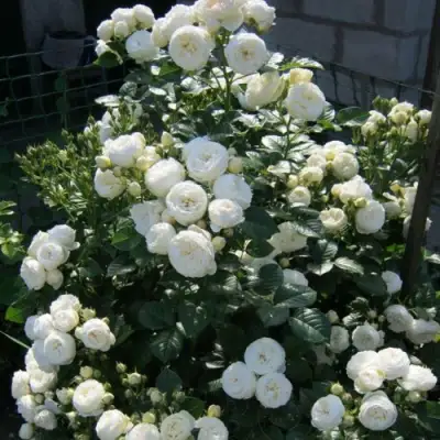 Роза АРТЕМИС шраб в Витебске