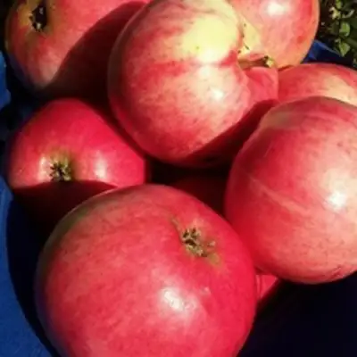 Яблоня СУЙСЛЕПСКОЕ (МАЛИНОВКА) в Витебске