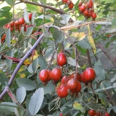 Роза сизая в Витебске