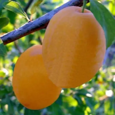 Слива НАТАША в Витебске