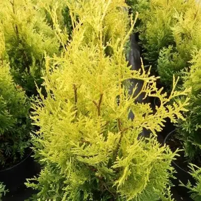 Туя ГОЛДЕН БРАБАНТ западная в Витебске
