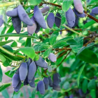 Жимолость съедобная БЛЮ БАНАНА (ГОЛУБОЙ БАНАН) в Витебске