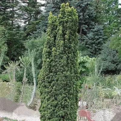 Тис ФАСТИГИАТА РОБУСТА  ягодный  в Витебске