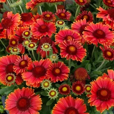 Гайлардия АРИЗОНА РЕД ШЕЙДС в Витебске