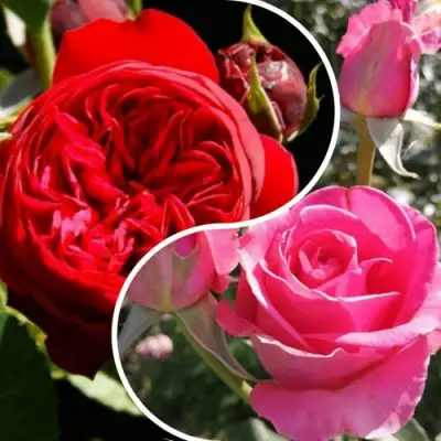 Комплект РОМАНТИЧЕСКИЙ БУКЕТ в Витебске