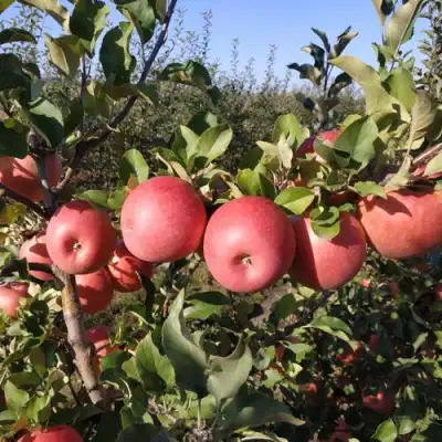 Яблоня ЧЕМПИОН РЕНО в Витебске
